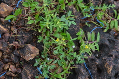 Polygala arvensis